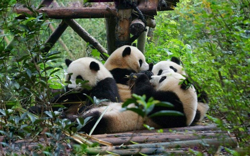 Khoảnh khắc đáng yêu của gấu trúc 