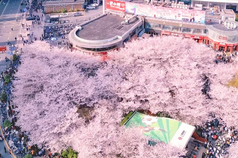 Giữa lòng Thượng Hải hiện đại, anh đào vẫn nở rộ đầy lãng mạn