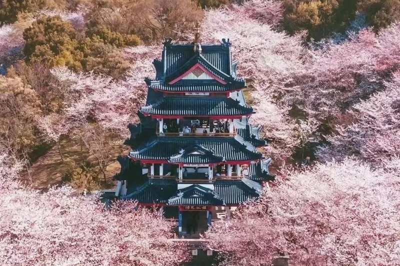 Hoa anh đào khoe sắc tại Phim trường Tam Quốc Thành Vô Tích Hoa anh đào khoe sắc tại Phim trường Tam Quốc Thành Vô Tích