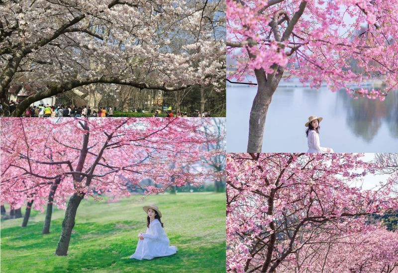 Vườn bách thảo Chenshan trong mùa xuân