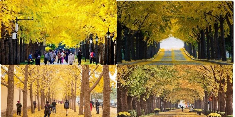 Mùa thu ở Bắc Kinh cây ngân hạnh chuyển sắc vàng 