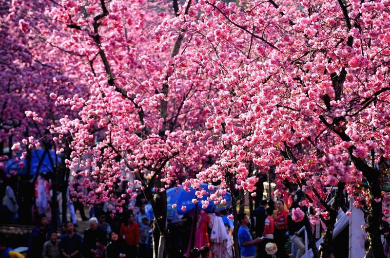 Check-in ngắm hoa anh đào ở Côn Minh
