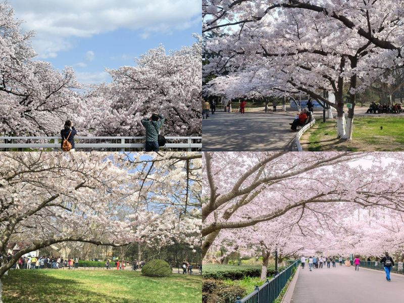 Mùa xuân tháng 3 tại Công viên Zhongshan Thượng Hải thu hút du khách bởi cảnh sắc tươi mới 