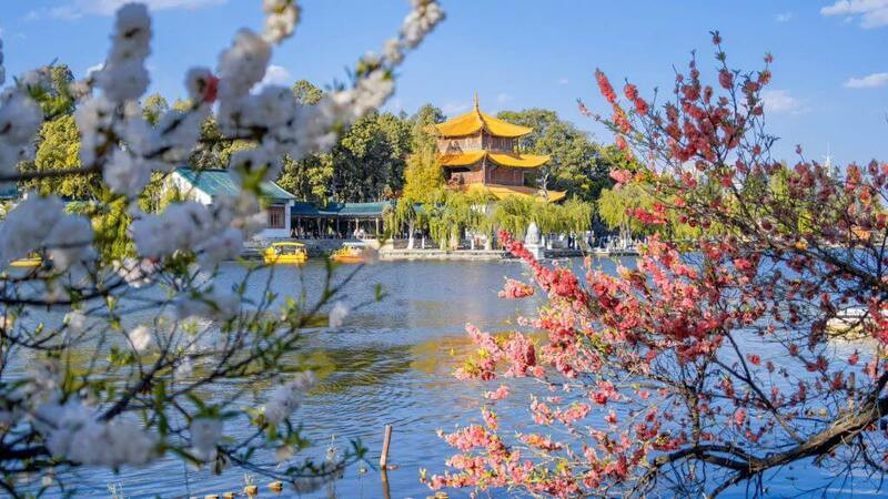 Hoa anh đào ở công viên Đại Quan Lâu