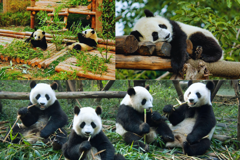 Tour du lịch Cửu Trại Câu lễ 2/9 - Những nơi không nên bỏ lỡ khi ghé Thành Đô Tour du lịch Cửu Trại Câu lễ 2/9 - Những nơi không nên bỏ lỡ khi ghé Thành Đô