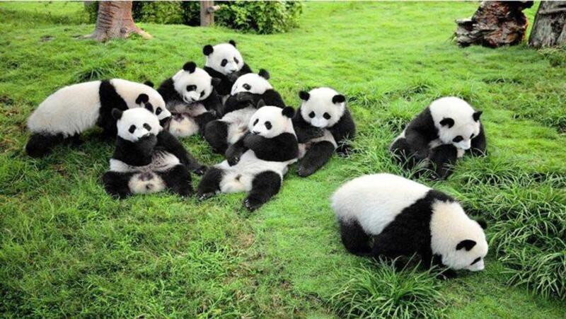Công viên Gấu Trúc lớn nhất Trung Quốc