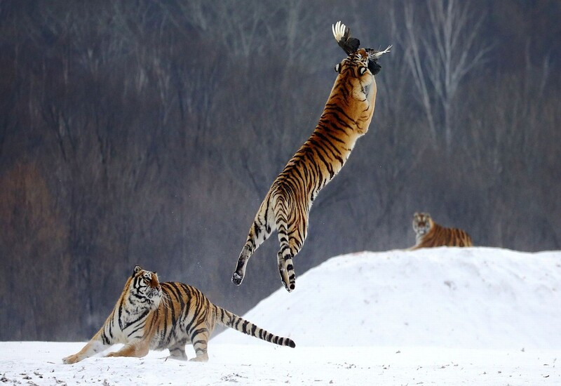 Công viên hổ Siberia