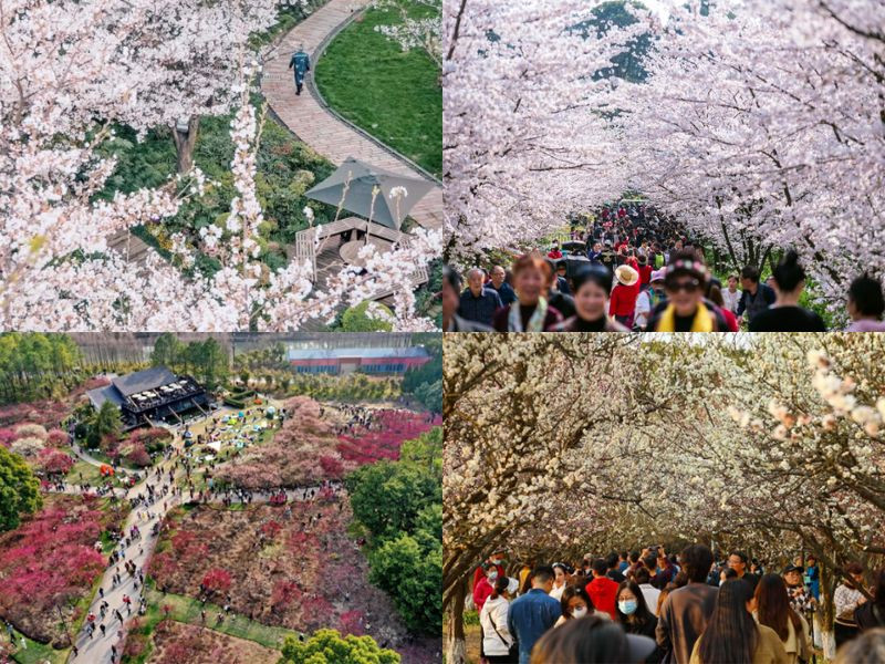 Công viên Thế Kỷ mang vẻ đẹp dịu dàng của mùa xuân Thượng Hải vào tháng 3 