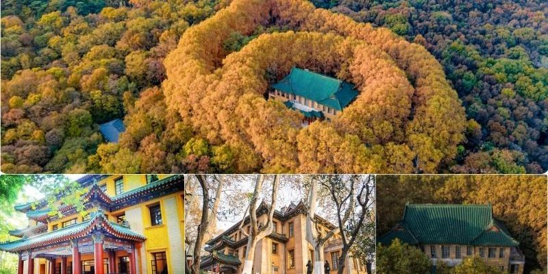  Hàng cây ngô đồng chuyển vàng rực rỡ