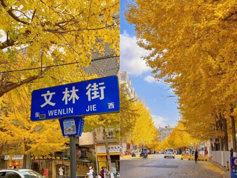Cung đường hàng cây lá vàng tại Côn Minh