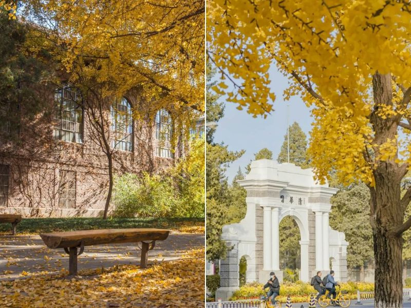 Khuôn viên đại học Thanh Hoa bình yên trong sắc thu vàng 