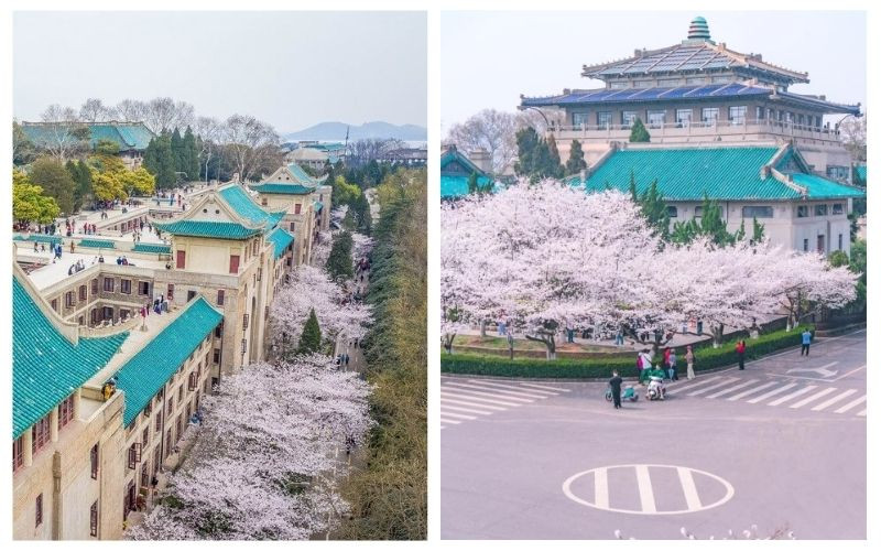 Điểm ngắm hoa anh đào trong tour du lịch Vũ Hán tháng 3