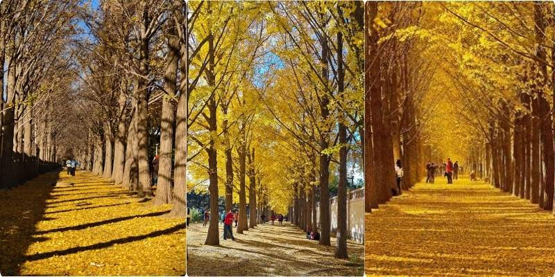  Cây ngân hạnh dọc đại lộ Điếu Ngư Đài chuyển sang sắc vàng óng