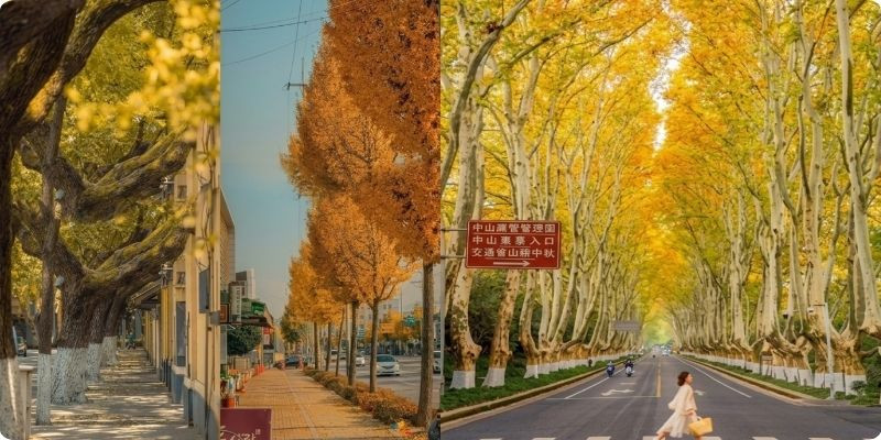 Đại lộ Ngô Đồng mùa thu chuyển sắc vàng