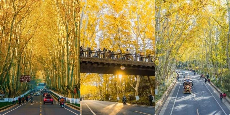 Tour nam kinh mùa thu - Đại lộ Ngô Đồng là điểm đến nổi bật của Nam Kinh Tour nam kinh mùa thu - Đại lộ Ngô Đồng là điểm đến nổi bật của Nam Kinh