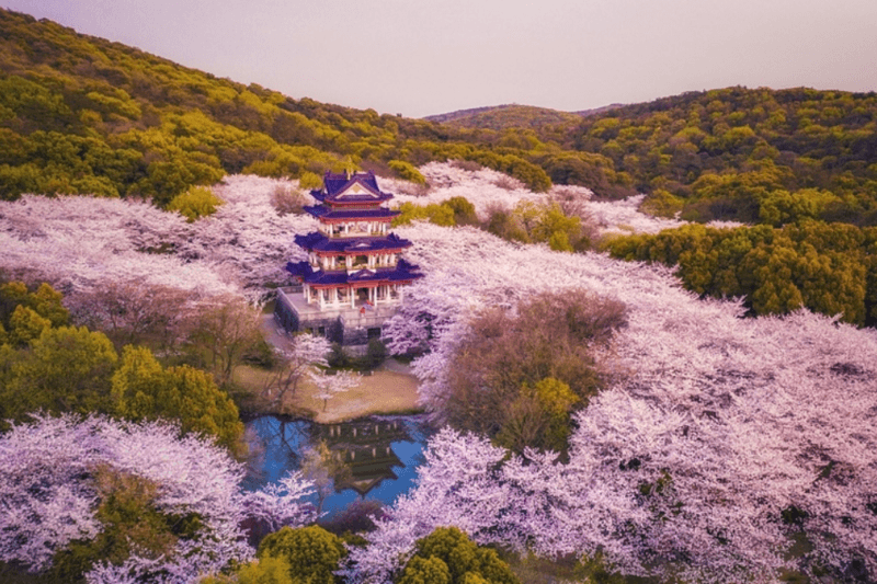 Check-in mùa hoa anh đào rực rỡ tại Trung Quốc Check-in mùa hoa anh đào rực rỡ tại Trung Quốc