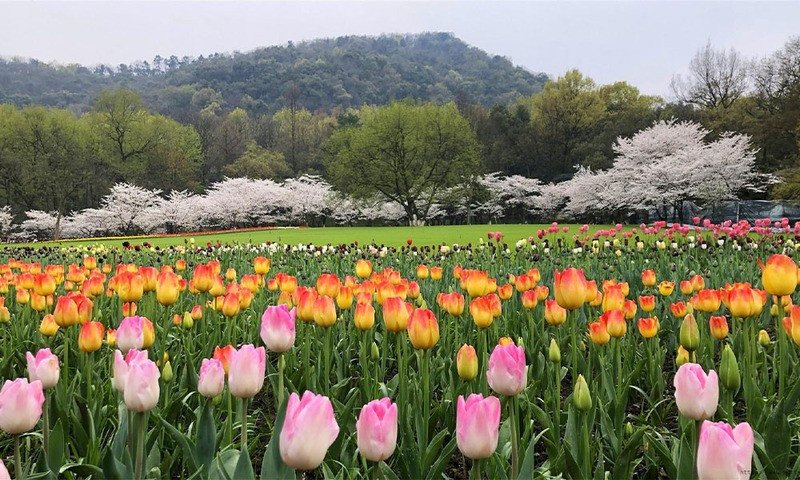 Mùa hoa nở tại Công viên Thái Tử Loan 