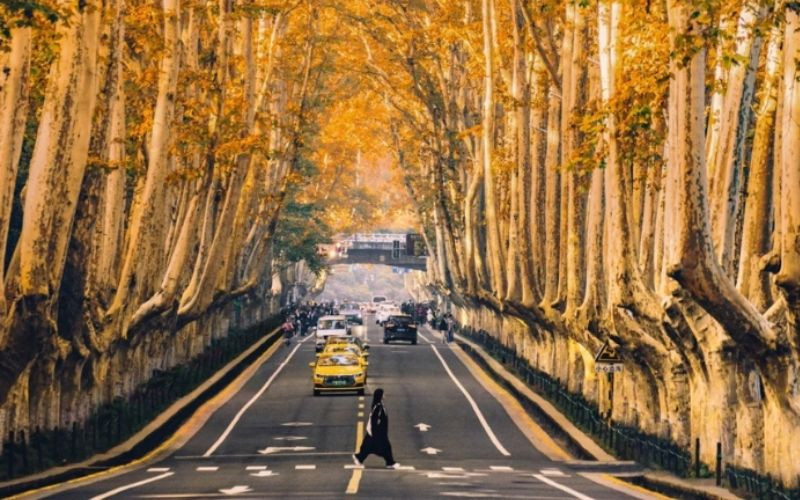 Hàng cây vàng rực tạo thành lối đi đầy thơ mộng Hàng cây vàng rực tạo thành lối đi đầy thơ mộng