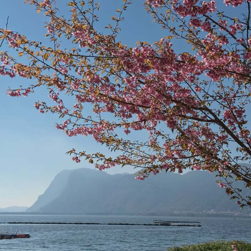 Hoa anh đào ở hồ Điền Trì