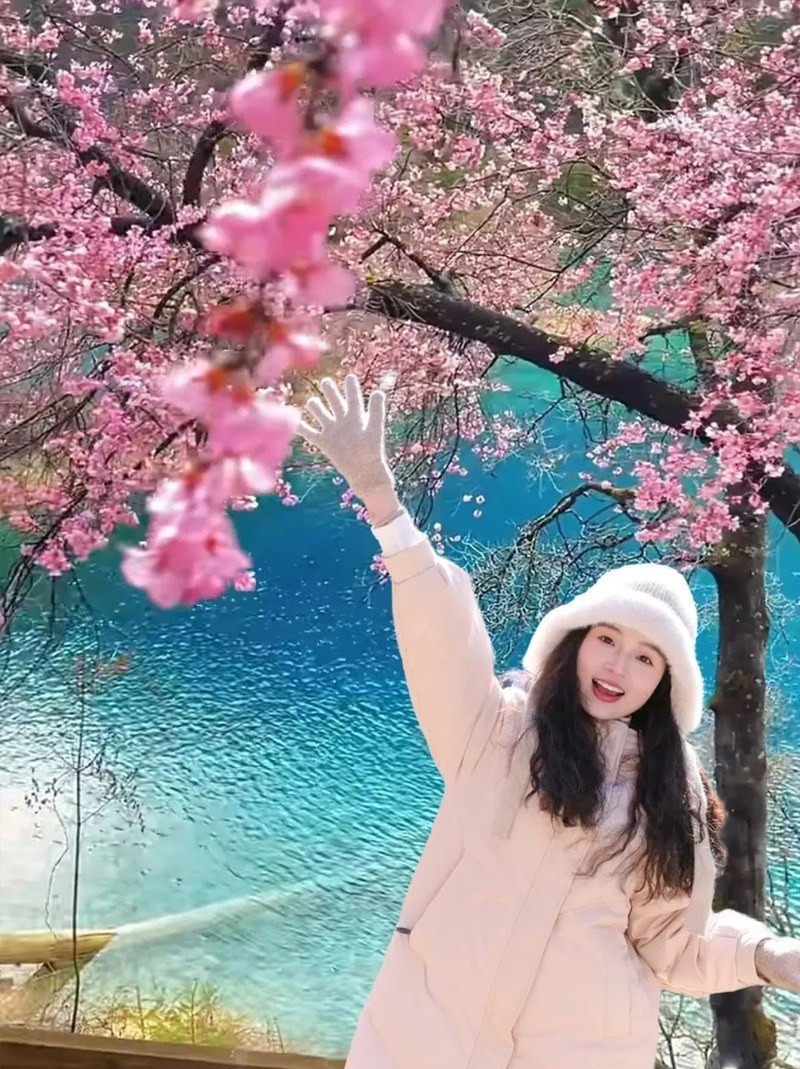 Sắc hoa anh đào trong trẻo tại Cửu Trại Câu Sắc hoa anh đào trong trẻo tại Cửu Trại Câu