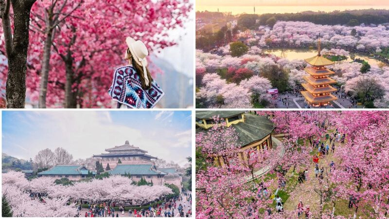 Tổng quan mùa hoa anh đào Trung Quốc Tổng quan mùa hoa anh đào Trung Quốc