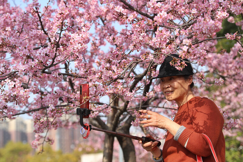 Hoa anh đào nở rộ vào mùa xuân ở Thượng Hải 