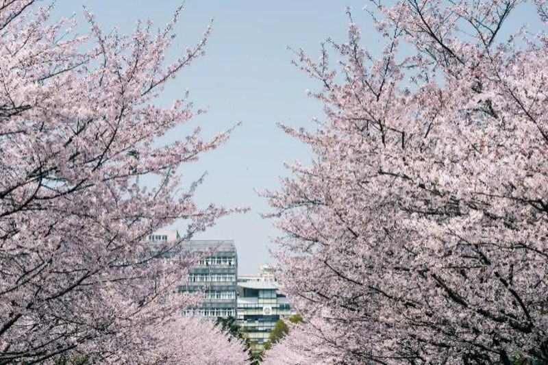 Hoa anh đào điểm xuyến giữa không gian đô thị sôi động Hoa anh đào điểm xuyến giữa không gian đô thị sôi động