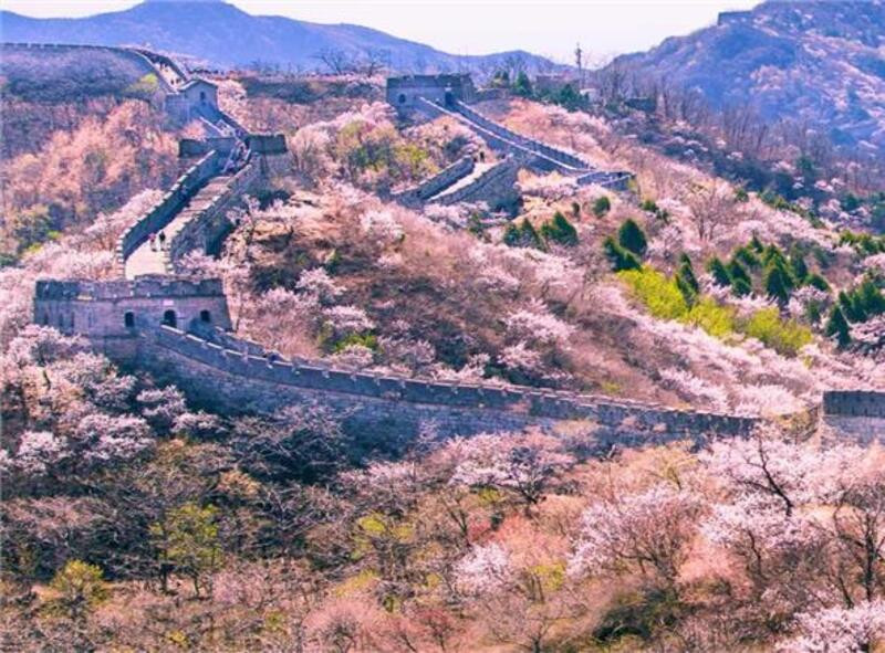 Hoa anh đào lãng mạn kết hợp thiên nhiên hùng vĩ tại Bắc Kinh Hoa anh đào lãng mạn kết hợp thiên nhiên hùng vĩ tại Bắc Kinh