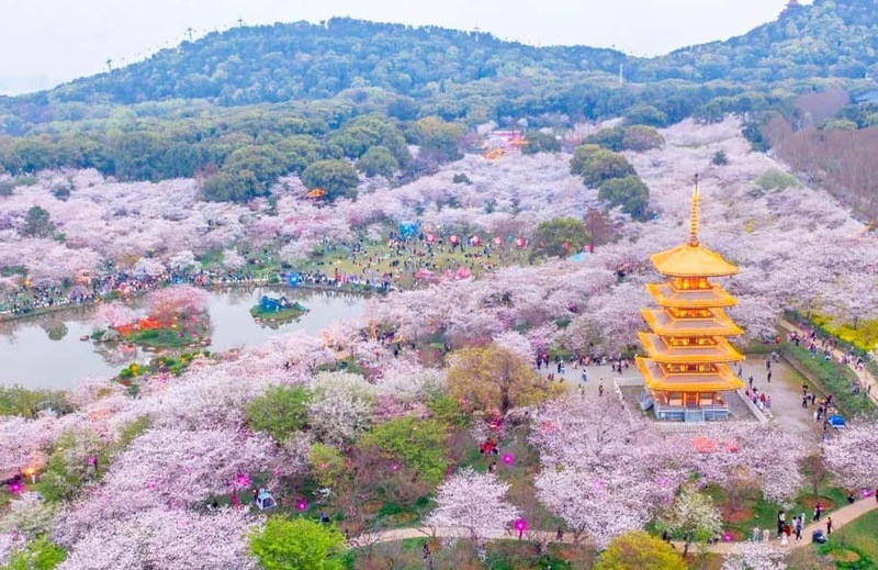 Vũ Hán - “thủ phủ” của loài hoa anh đào Vũ Hán - “thủ phủ” của loài hoa anh đào