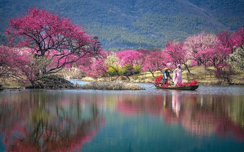 Hoa mận lãng mạn tại hồ Thái Hồ Hoa mận lãng mạn tại hồ Thái Hồ