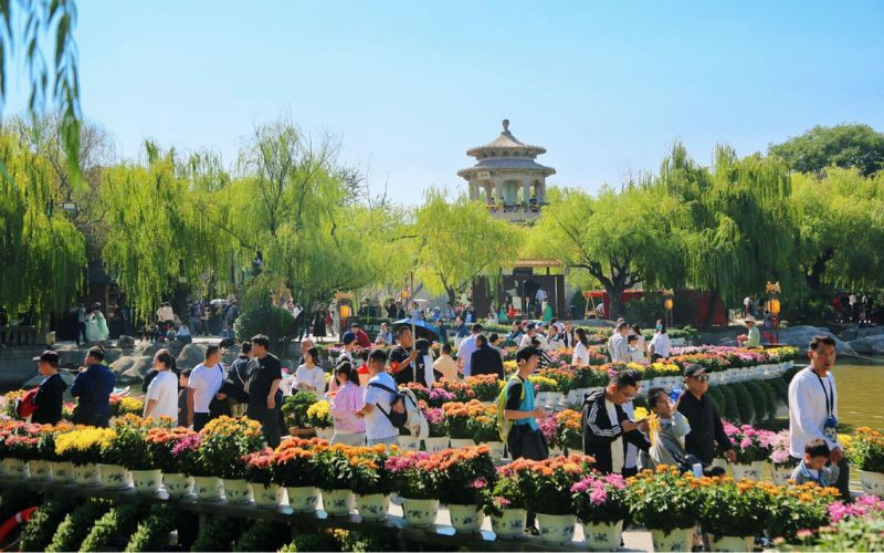 Khai Phong rực rỡ trong mùa lễ hội hoa cúc Khai Phong rực rỡ trong mùa lễ hội hoa cúc