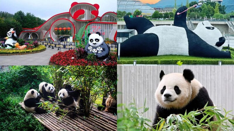 Khám phá công viên gấu trúc - “quốc bảo” của Trung Quốc