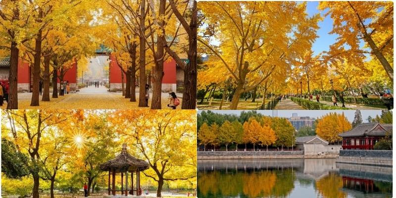 Sắc thu tràn ngập khắp con phố ở Bắc Kinh tạo nên khung cảnh lãng mạn