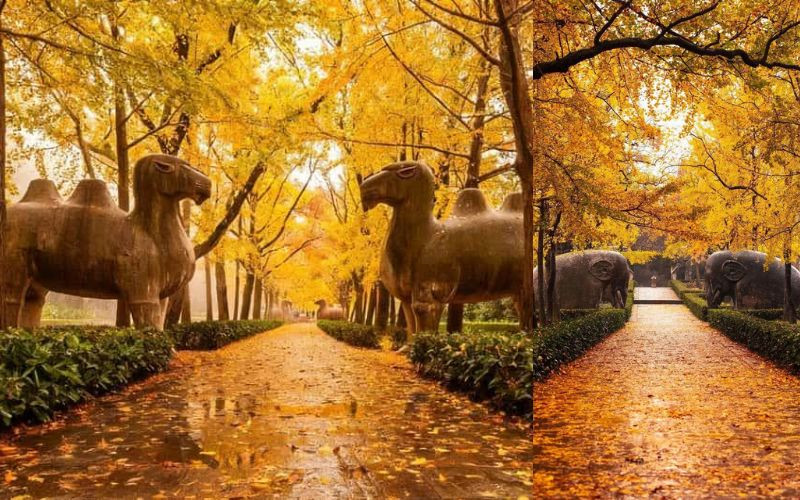 Lá vàng phủ kín con đường Thần Đạo cổ kính Lá vàng phủ kín con đường Thần Đạo cổ kính