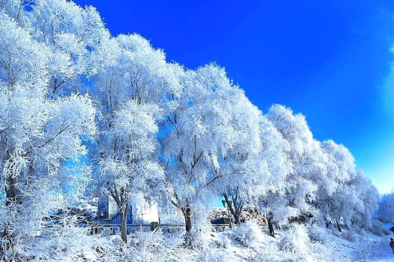 Lễ hội Rime