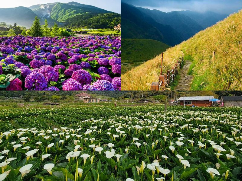 Ngắm những vườn hoa và đồng cỏ lấp lánh