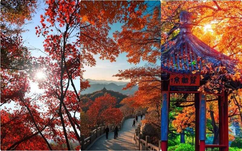 Rừng Phong chuyển sang sắc đỏ làm nổi bật mùa thu ở Bắc Kinh