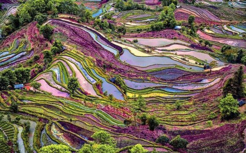 Ruộng bậc thang Nguyên Dương rực rỡ