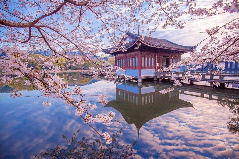 Tây Hồ lãng mạn với sắc hồng của hoa anh đào vào mùa xuân 