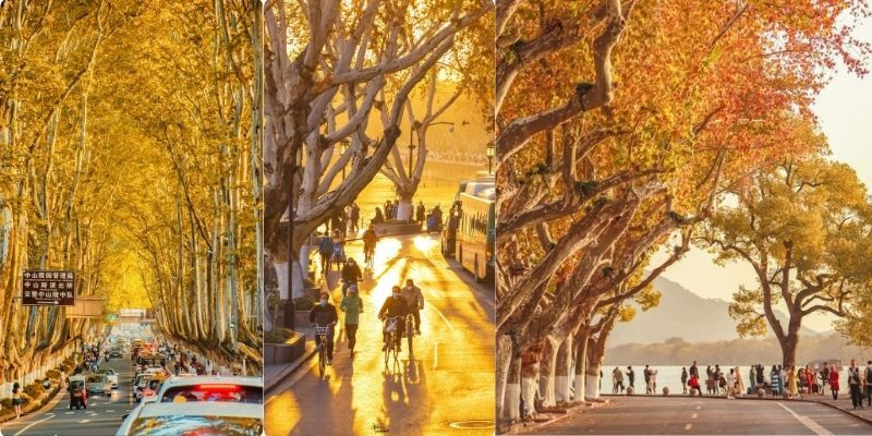 Gợi ý chọn góc chụp khi check-in giữa hàng cây Đại lộ Ngô Đồng Nam Kinh