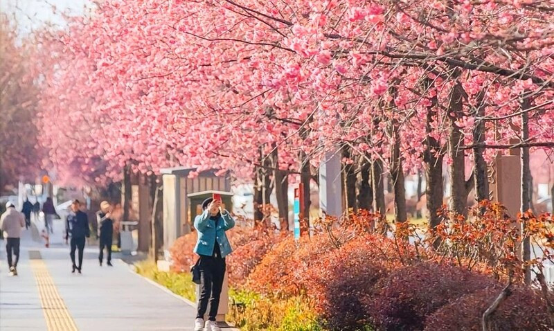 Tour đi Lệ Giang tháng 4 ngắm hoa anh đào