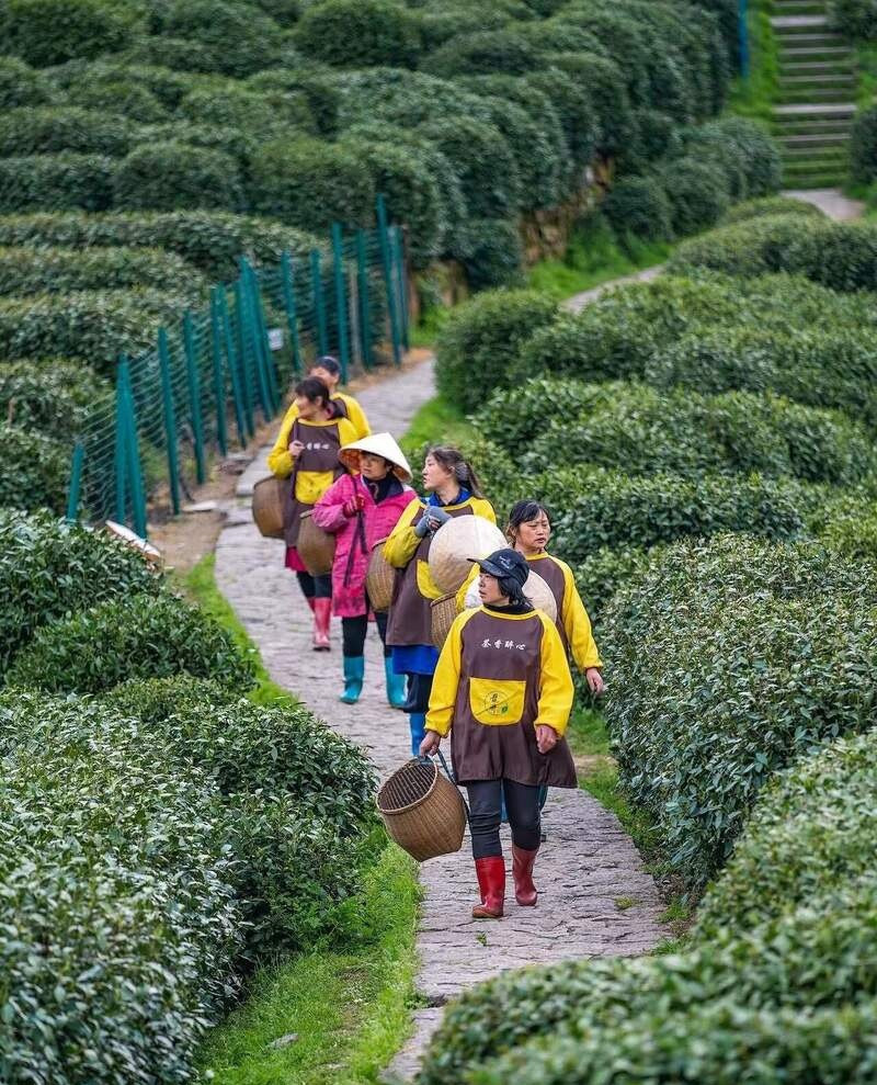 Tham gia hái trà non trên các đồi trà xanh mướt Tham gia hái trà non trên các đồi trà xanh mướt