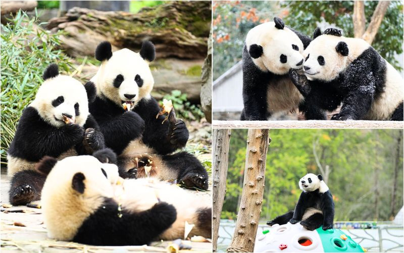 Trực tiếp ngắm loài gấu trúc ngoài đời ở Thành Đô