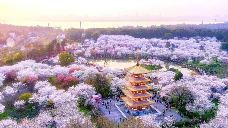 Thủ phủ hoa anh đào - Vũ Hán tràn ngập biển hoa