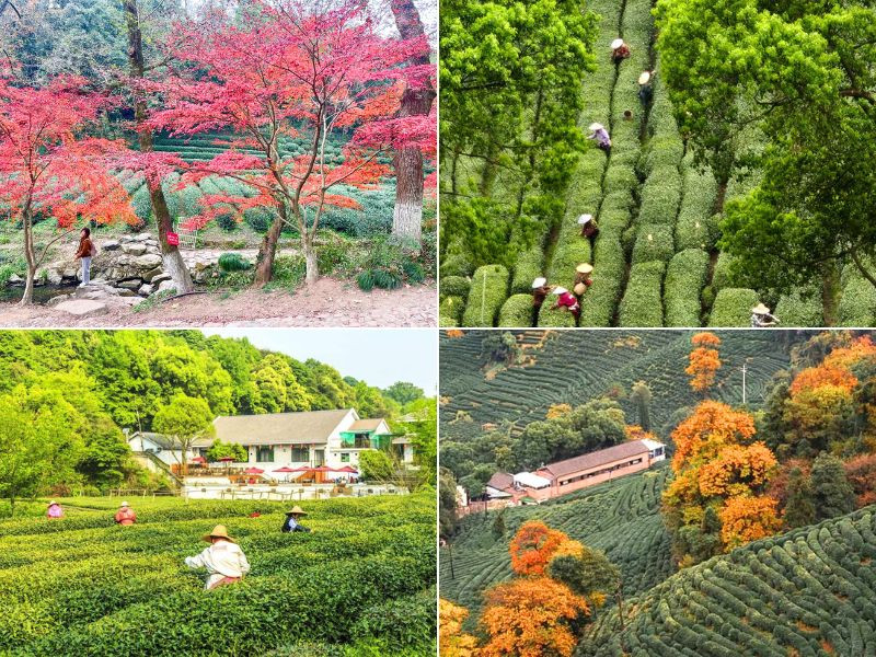 Đồn điền trà Long Tỉnh nổi tiếng
