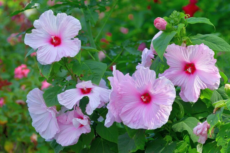 Hoa hibiscus