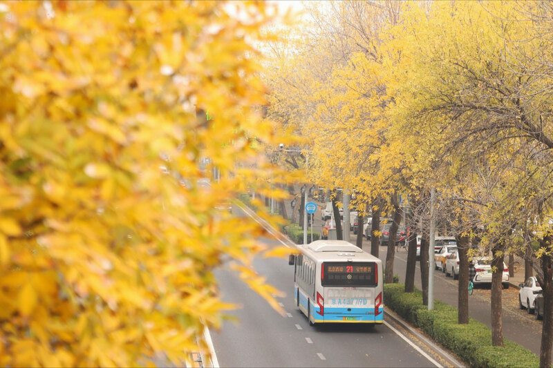 Bắc Kinh tháng 11 đã trở nên se lạnh 