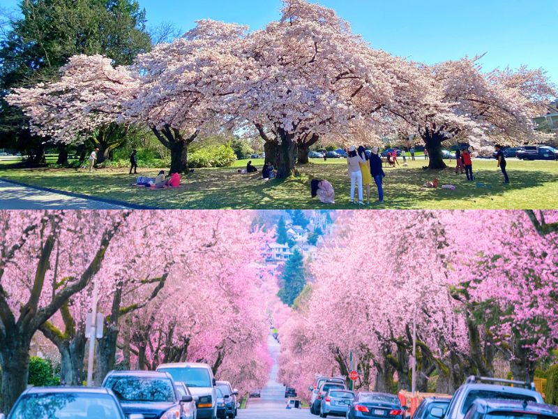 Thành phố Vancouver - điểm ngắm hoa anh đào khoe sắc 