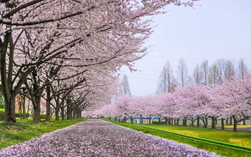 Hoa anh đào ở Toronto