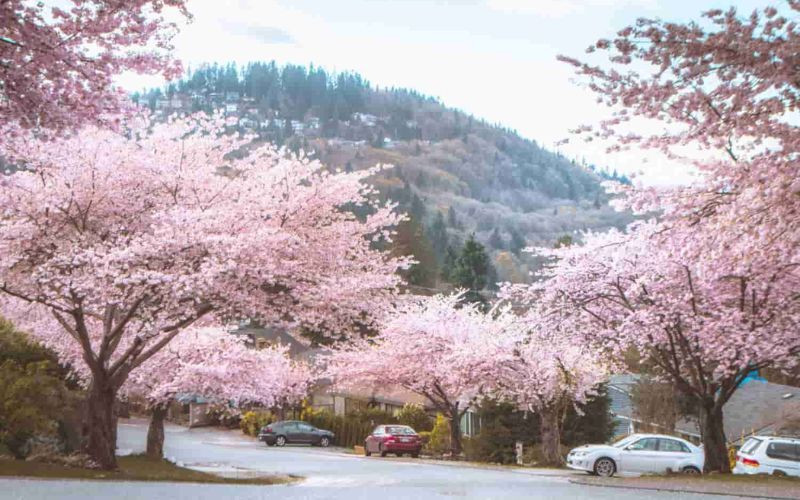 Hoa anh đào ở Vancouver 